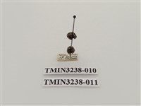 藏品(六斑月瓢蟲)的圖片